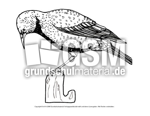 Ausmalbild-Star.pdf